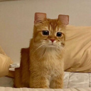 勇敢丸丸不怕困难