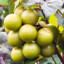 scuppernong