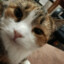 PISKA_LIZ