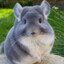 Chinchilla