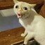 J&#039;veux du whiskas pétasse