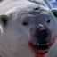 PolarBearsAreScaryAndEatHumans