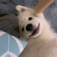 朕与将军解战袍