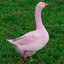 PINK GOOSE