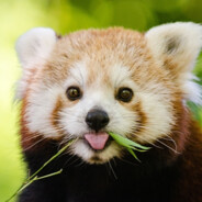 Red-Panda