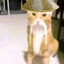 背行囊的猫