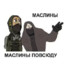 Маслина