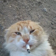 zoyl