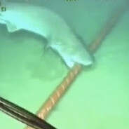 shark biting undersea cables