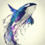 Orca