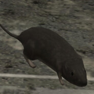 Halo 3 Rat