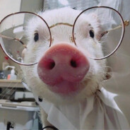 傲世猪少 凸￣へ￣凸