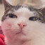 Maliicat