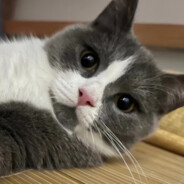 准心当中全是活物