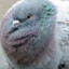 Lord Birdy
