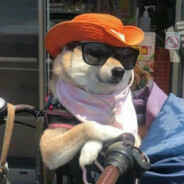 弟弟不用动姐姐全自动