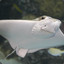 Cownose Ray