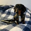 Rocco
