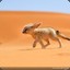 DESERTFOX