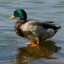 mallard