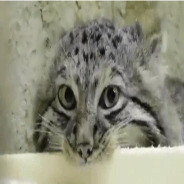 Manul Muncher