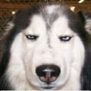 里昂的毒力宣言