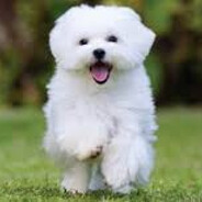 SmallWhiteDog