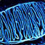 Mitochondrion