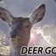 Your deer