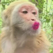 满山猴子我腚最红