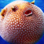 Puffer Fish