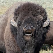 The Bison of Grandeur