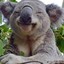 Koalastree