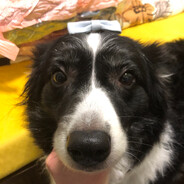 千雪落尽夜雨寒