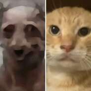 左不哈气 右不咬人