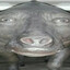 Jamoo