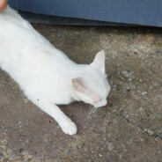 The Beautyfull World