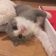 闺蜜闺蜜想不想和我玩第五人格喵喵喵