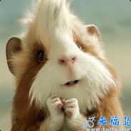 熊猫人萨满祭司