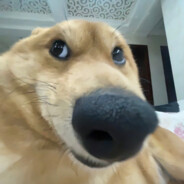 重生之我是雨伞下雨天学姐紧握我的钩把