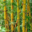 bamboo