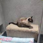 不吃汗脚（夹过老蒯版）