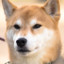 Shiba