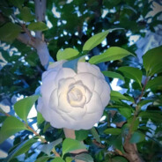 Camellia.