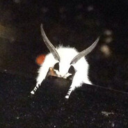 LurkingMoth