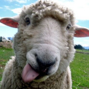 ПИТЕРСКАЯ ОВЦА