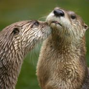 loutre