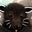 ruru