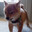 weird furry dog