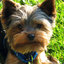 Yorkie